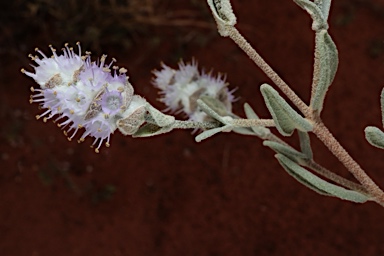 APII jpeg image of Newcastelia cephalantha  © contact APII