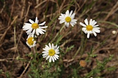 APII jpeg image of Brachyscome tetrapterocarpa  © contact APII