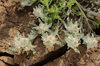 APII jpeg image of Gnaphalium diamantinense  © contact APII