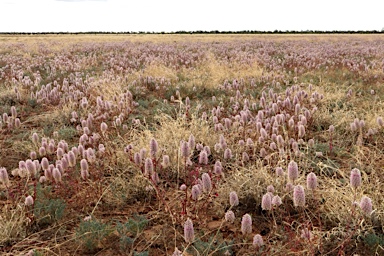 APII jpeg image of Ptilotus exaltatus  © contact APII