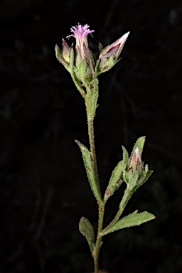 APII jpeg image of Streptoglossa adscendens  © contact APII