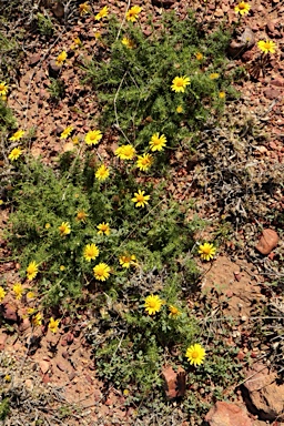 APII jpeg image of Thymophylla tenuiloba  © contact APII