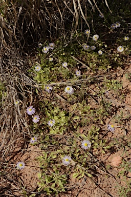 APII jpeg image of Brachyscome pedleyi  © contact APII