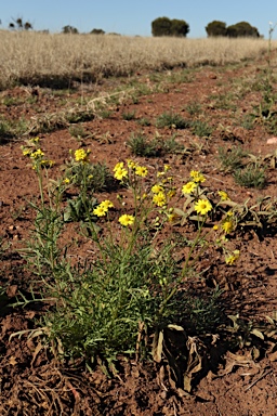 APII jpeg image of Senecio brigalowensis  © contact APII