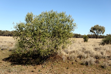 APII jpeg image of Myoporum montanum  © contact APII