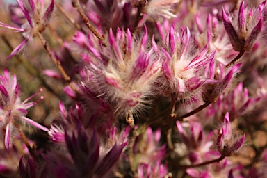 APII jpeg image of Ptilotus remotiflorus  © contact APII