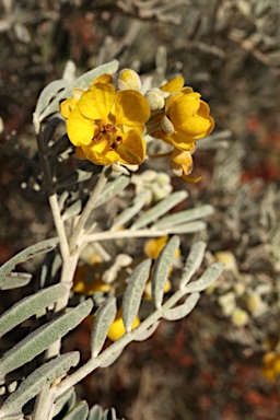 APII jpeg image of Senna artemisioides subsp. sturtii  © contact APII