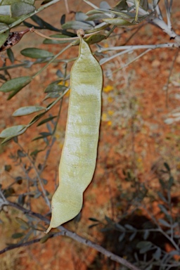 APII jpeg image of Senna glutinosa subsp. pruinosa  © contact APII