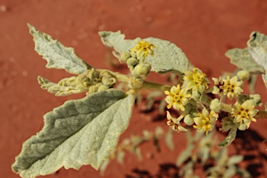 APII jpeg image of Androcalva loxophylla  © contact APII