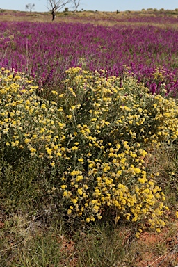 APII jpeg image of Rhodanthe moschata  © contact APII
