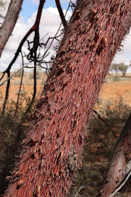 APII jpeg image of Acacia cyperophylla  © contact APII