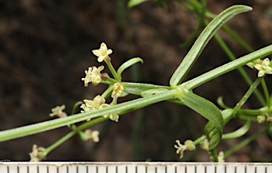 APII jpeg image of Asperula gemella  © contact APII