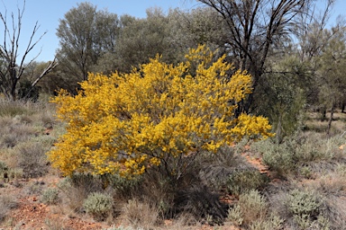 APII jpeg image of Acacia burbidgeae  © contact APII
