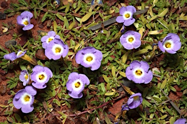APII jpeg image of Elacholoma prostrata  © contact APII