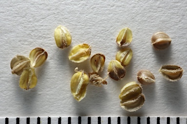 APII jpeg image of Brachyscome tetrapterocarpa  © contact APII