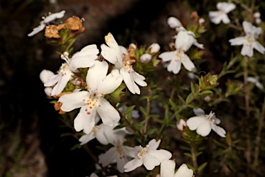 APII jpeg image of Westringia cheelii  © contact APII