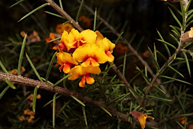 APII jpeg image of Dillwynia sieberi  © contact APII