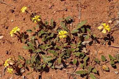 APII jpeg image of Goodenia cycloptera  © contact APII