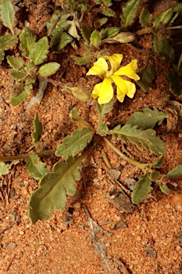 APII jpeg image of Goodenia cycloptera  © contact APII