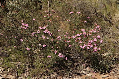 APII jpeg image of Phebalium nottii  © contact APII