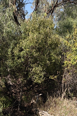 APII jpeg image of Notelaea microcarpa var. microcarpa  © contact APII