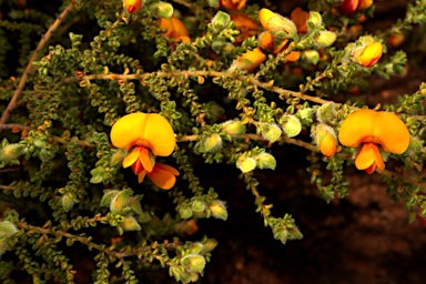 APII jpeg image of Pultenaea foliolosa  © contact APII