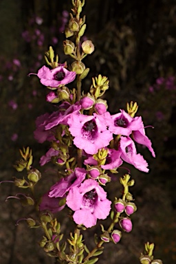 APII jpeg image of Prostanthera howelliae  © contact APII