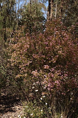 APII jpeg image of Zieria aspalathoides subsp. aspalathoides  © contact APII