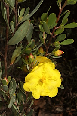 APII jpeg image of Hibbertia obtusifolia  © contact APII