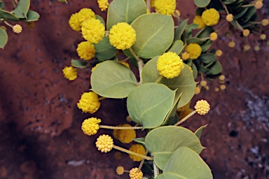 APII jpeg image of Acacia sertiformis  © contact APII