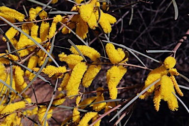 APII jpeg image of Acacia caroleae  © contact APII