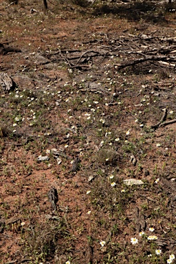 APII jpeg image of Brachyscome nodosa  © contact APII