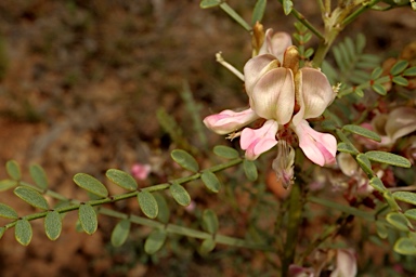 APII jpeg image of Indigofera adesmiifolia  © contact APII