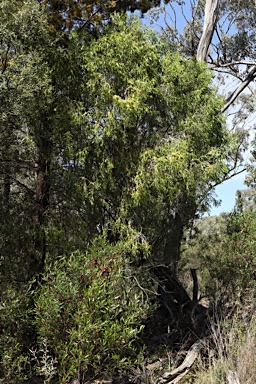 APII jpeg image of Pittosporum angustifolium  © contact APII