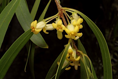 APII jpeg image of Pittosporum angustifolium  © contact APII