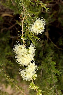 APII jpeg image of Kunzea occidentalis  © contact APII