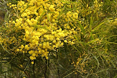 APII jpeg image of Acacia neriifolia  © contact APII