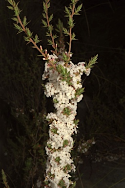 APII jpeg image of Leucopogon attenuatus  © contact APII