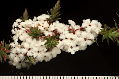 APII jpeg image of Leucopogon attenuatus  © contact APII