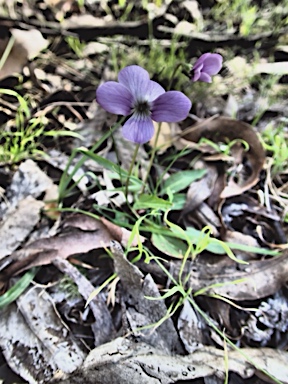 APII jpeg image of Viola betonicifolia  © contact APII
