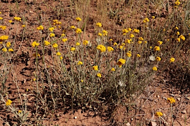 APII jpeg image of Chrysocephalum apiculatum subsp. congestum  © contact APII