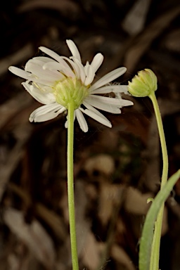 APII jpeg image of Brachyscome paludicola  © contact APII