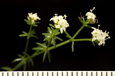 APII jpeg image of Asperula conferta  © contact APII