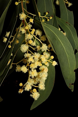 APII jpeg image of Acacia falciformis  © contact APII