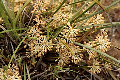 APII jpeg image of Lomandra multiflora  © contact APII