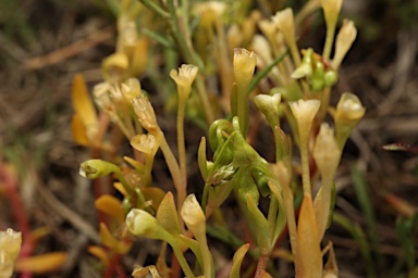APII jpeg image of Montia fontana subsp. chondrosperma  © contact APII