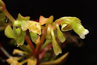 APII jpeg image of Montia fontana subsp. chondrosperma  © contact APII
