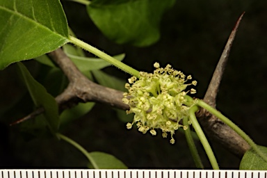 APII jpeg image of Maclura pomifera  © contact APII