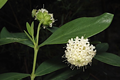 APII jpeg image of Pimelea ligustrina subsp. ligustrina  © contact APII