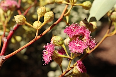 APII jpeg image of Eucalyptus melliodora  © contact APII